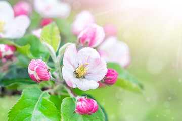 Fototapeta na wymiar Flowering apple trees in the garden. White flowers of an apple tree in the rays of the sun.