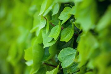 Green leaves background, natural texture
