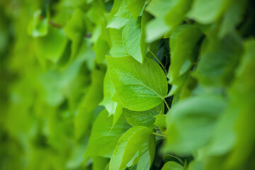 Green leaves background, natural texture