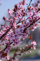 Canadian black plum Prunus nigra light pink flowers in bloom, beautiful flowering ornamental shrub with brown red leaves