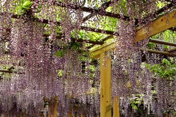 日本の観光地の美しい藤の花の風景