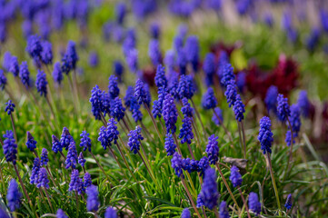 Muscari armeniacum cultivated spring grape hyacinth flowers in bloom, bunch of dark blue flowering plants