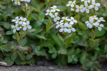 Arabis caucasica arabis mountain rock cress springtime flowering plant, causacian rockcress flowers with white petals in bloom