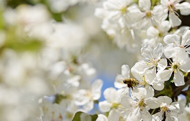 Cherry blossoms and bee, image for blooming spring white background