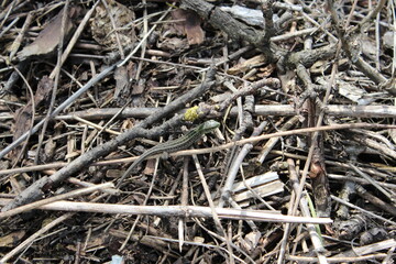 grass, green, nature, plant, spring, field, garden, agriculture, vegetable, growth, leaf, onion, fresh, lawn, summer, food, forest, ground, texture, natural, soil, farm, plants, organic, leaves