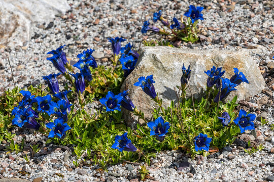 Gentiana occidentalis a spring flowering plant with a blue springtime flower commonly known as Pyrenean trumpet gentian, stock photo image