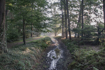 Forest on a early morning with a small river and some sunshine