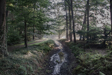Forest on a early morning with a small river and some sunshine