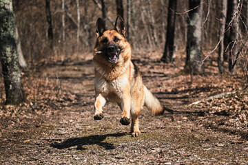 Dog runs fast in park in fall and nibbles on tree branch. Happy shepherd face front view. Beautiful red and black German Shepherd runs along narrow forest path and plays with stick.