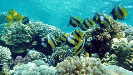 Butterfly fish. Red Sea kabuba - this fish grows up to 20 cm, feeds on zooplankton.