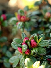 Obraz premium Pink azalea buds, azalea japonica before blooming, bokeh
