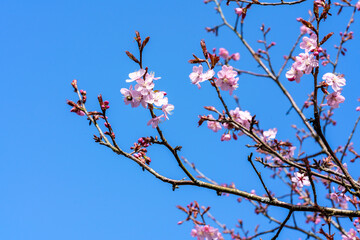 Prunus sargentii a springtime flowering cherry tree plant with pink flower blossom in the spring season which is commonly known as Sargent's cherry, stock photo image