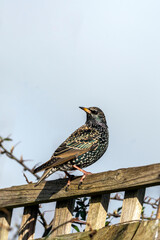 Common Starling (Stunus vulgaris) bird perched on a fence which is found in the UK and Europe, stock photo image