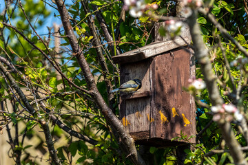 Blue tit (Cyanistes caeruleus) about to leave a bird nest box which is a common small garden songbird found in the UK and Europe, stock photo image