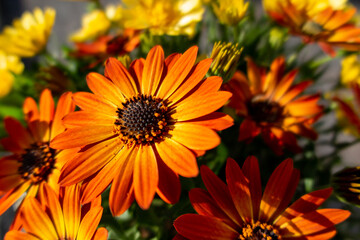 Orange Spanish Daisy (Osteospermum) in the sun with yellow ones in the background