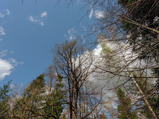 trunks and branches of spring trees without leaves on a blue sky background