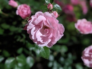 夜道に咲く街灯に照らされるバラ