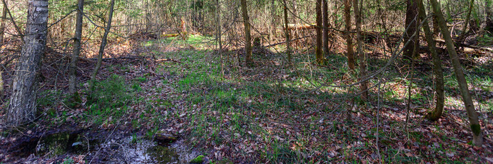 thickets of spring forest