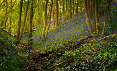 Obraz premium Bluebells wood