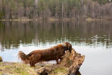 Red haired wet dachshund standing on stump at the forest lake, long haired dog outdoors