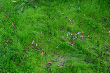 Green unkempt law. Wild grass with fallen leaves. Natural background.