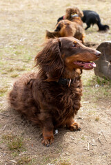 Brown long haired dachshund sitting on field with other dogs and looking away, small dog outside, doxie portrait in nature
