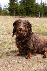 Brown long haired dachshund sitting on field and looking at camera, small dog outside, doxie...