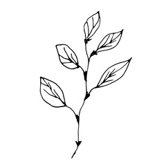 Vector branch. Illustration for postcards and invitations. Drawing for printing. Doodle.