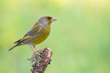 Obraz premium European Greenfinch Carduelis chloris. In the wild