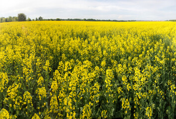 Obraz premium rapeseed field near big city