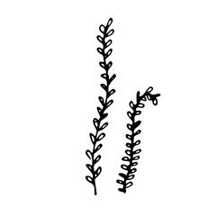 Vector branch. Illustration for postcards and invitations. Drawing for printing. Doodle.