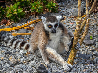Sitting Lemur Staring
