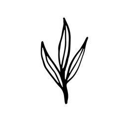 Vector branch. Illustration for postcards and invitations. Drawing for printing. Doodle.