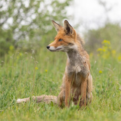 Naklejka na ściany i meble Portrait of a red fox Vulpes vulpes in the wild