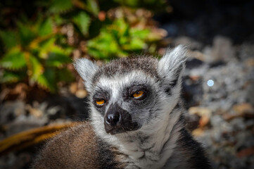 Lemur Looking Sleepy
