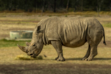 Rhino Side On
