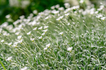Beautiful white flowers against the background of green plants. Summer background