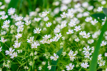 Beautiful white flowers against the background of green plants. Summer background