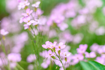 Beautiful pink flowers against the background of green plants. Summer background. Soft focus