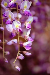 Fototapeta na wymiar 日本の美しい藤の花のクローズアップ