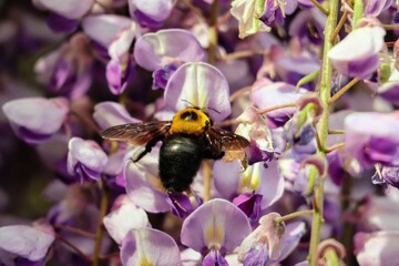 日本の美しい藤の花と蜂のクローズアップ