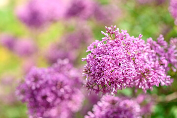 Beautiful bush of blossoming lilac in the garden. Summer background
