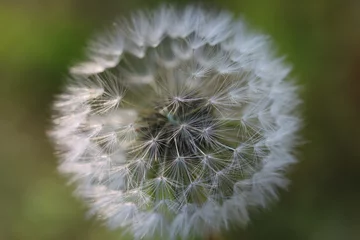Foto op Plexiglas Spring dew in nature © Kolovic