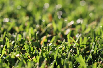 Spring dew in nature
