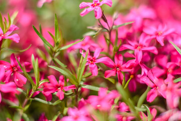 Beautiful pink flowers against the background of green plants. Summer background. Soft focus