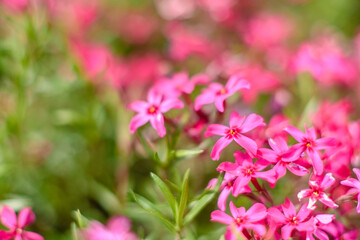 Beautiful pink flowers against the background of green plants. Summer background. Soft focus