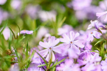 Beautiful pink flowers against the background of green plants. Summer background. Soft focus