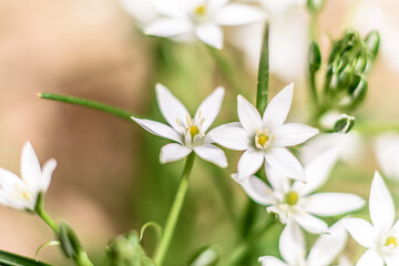 Beautiful white flowers against the background of green plants. Summer background