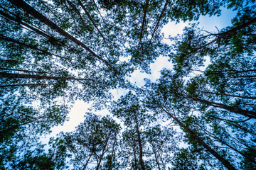 Beautiful larch forest summer with different trees,pine forest green on the mountain on nature trail with blue sky with white cloud.