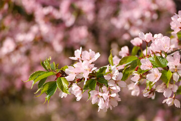 Obraz premium Cherry blossoms. Pink floral background. Selective focus on flowers and leaves of a tree branch